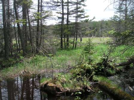 Beaver Pond on AT tween Arl Stratt Rd and USFS 71